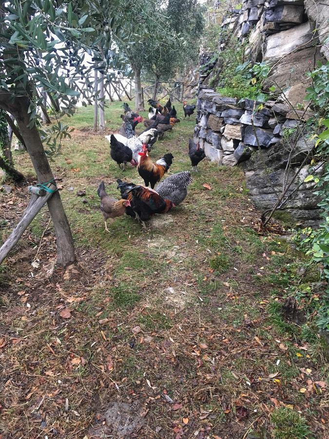 Castagna Holiday Home Nesso Luaran gambar